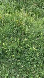 IMG_9371.jpeg