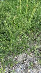 IMG_9379.jpeg