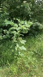 IMG_9378.jpeg