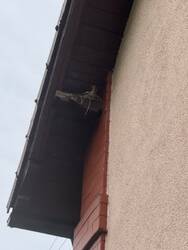 Schwer zu erkennen, aber dieses Jahr brütet hier eine Amsel. Sonst hatten wir überwiegend Spatzen und Meisen.