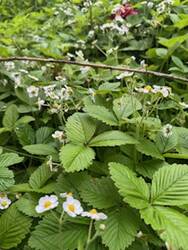 Alles ist voller Walderdbeeren. Sie sind hier genauso dominant wie der Giersch...