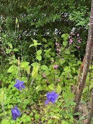 Der Vorgarten hat sich wirklich gewandelt. Hier standen früher Rhododendren und ein Flieder.