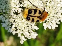 IMG_20250612_084559.jpg