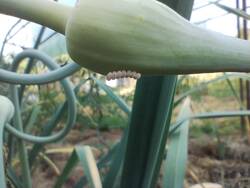 IMG_20250614_084231595.jpg