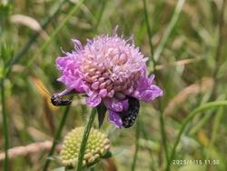 IMG_20250615_115059.jpg