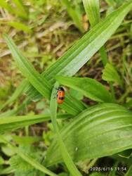 IMG_20250616_115434.jpg