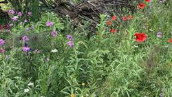 IMG_9424.jpeg