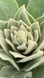 IMG_9461.jpeg