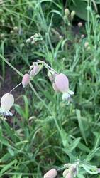 IMG_9451.jpeg