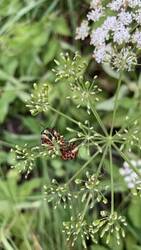 IMG_9537.jpeg