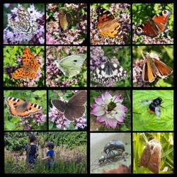 Schmetterlinge im Dost, Wanze, Hummel, Rüsselkäfer, Nesseleule