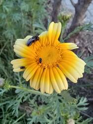 Kronen-Wucherblume mit Besuchern