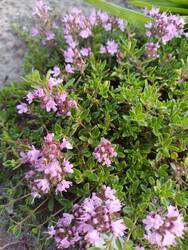 Sand-Thymian