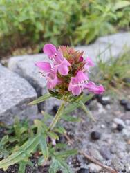 Braunelle rosa