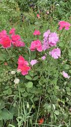 IMG_9534.jpeg