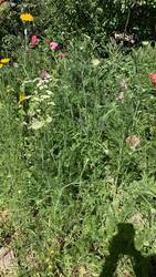 IMG_9569.jpeg