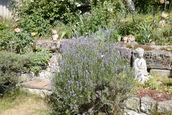 Lavendel in der ehemaligen Imkerei