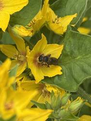 IMG_4828.jpeg