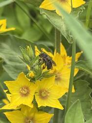 IMG_4826.jpeg