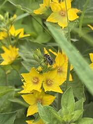 IMG_4824.jpeg