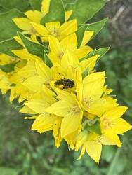 IMG_4821.jpeg