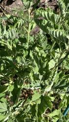IMG_9584.jpeg