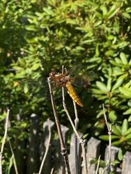 IMG_4855.jpeg