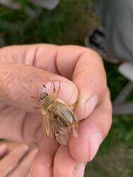 Junikäfer