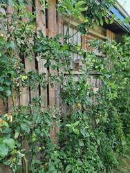 Form trifft Funktion: Entlang der Wand wachsen historische Apfelsorten als Spalierobst. Die Wand dient zugleich als Insektenhabitat mit Totholz, Schilfrohr und Strohfüllung.