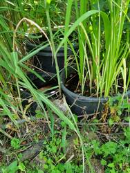Kleine Oasen mit großer Wirkung; in verschiedenen Kübeln finden Insekten sichere Wasserstellen mit Pflanzen und Steinen