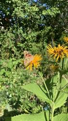 IMG_9626.jpeg