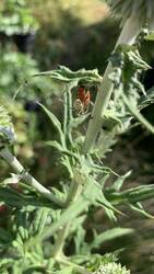IMG_9622.jpeg