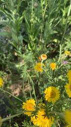 IMG_9625.jpeg