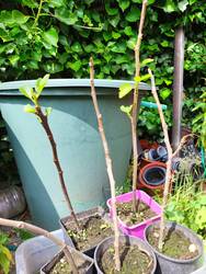 IMG_20250704_150425.jpg