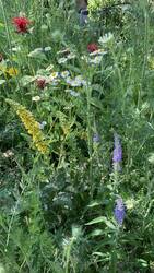 IMG_9627.jpeg