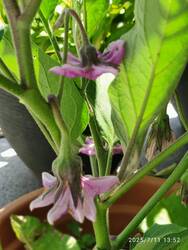 IMG_20250711_135255.jpg