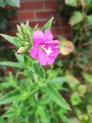 IMG_20250711_092920.jpg