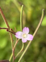IMG_4925.jpeg