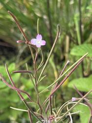 IMG_4928.jpeg