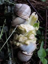 Die Weinbergschnecken verwöhne ich immer wieder mal mit einem Leckerbissen aus meiner Küche (hier der Strunk eines Blumenkohls). Das dient dann gleichzeitig der Partnervermittlung ...