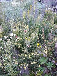 Hauptblüte des Magerbeets - mehr geht echt nicht!