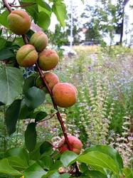 Der Aprikosenbaum leidet sehr unter den Spätfrösten im Frühjahr, liefert aber trotzdem brav ein bisschen Obst.