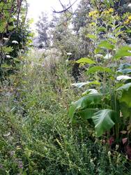 Sommerlicher Anblick des Staudenbeets zwischen den Gehölzen. Hier beschattet sich alles gegenseitig und von Trockenheit scheint noch niemand etwas bemerkt zu haben, obwohl es vollsonnige Südseite ist.