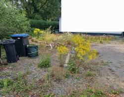 Vorgarten vorher mit viel wilder Möhre und wenig Ordnung