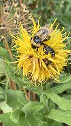 IMG_9681.jpeg