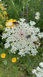 IMG_9663.jpeg