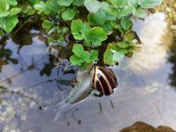 Schnecke.jpg
