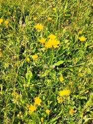 IMG_20250720_113453.jpg