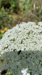 IMG_9728.jpeg