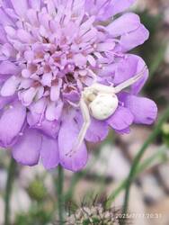 IMG_20250717_203106.jpg